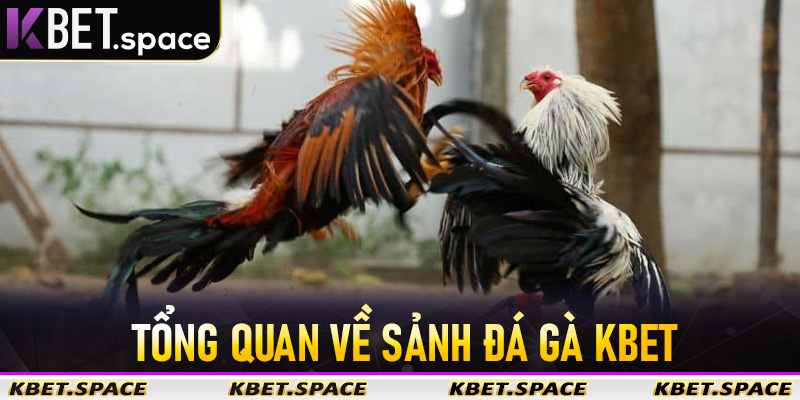 Đá Gà Kbet - Thiên Đường Đá Gà Trực Tuyến Hấp Dẫn Hot Nhất 2026 - kbet.space - Cevox