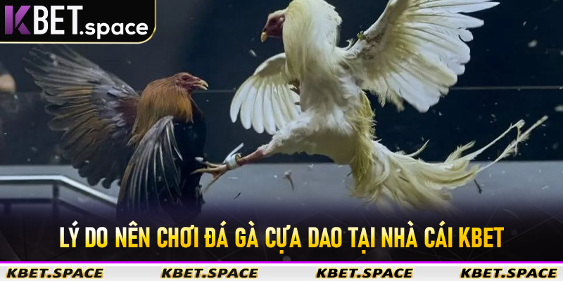 Đá Gà Cựa Dao Kbet - Sân Chơi Đá Gà Trực Tuyến Đẳng Cấp Số #1 Châu Á - kbet.space - Cevox