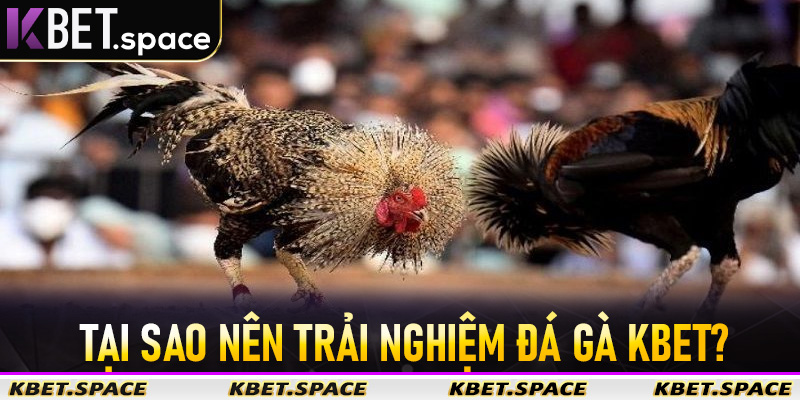 Đá Gà Kbet - Thiên Đường Đá Gà Trực Tuyến Hấp Dẫn Hot Nhất 2026 - kbet.space - Cevox