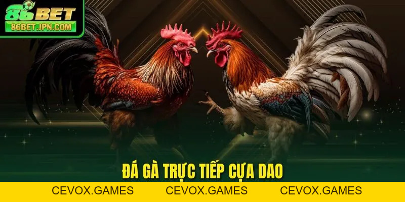 Đá Gà Trực Tiếp Cựa Dao Sự Lựa Chọn Nhiều Nhất 2026 - Cevox