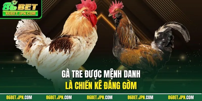 Đá Gà Trực Tiếp Cựa Dao Sự Lựa Chọn Nhiều Nhất 2026 - Cevox