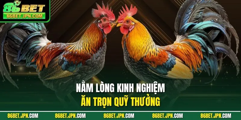Đá Gà 86BET - Ra Mắt Hơn 100 Trận Thomo Rực Lựa Mỗi Ngày - Cevox