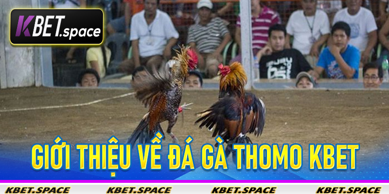 Đá Gà Thomo KBet - Nhà Cái Đẳng Cấp Mang Đến Sân Chơi Đẳng Cấp - kbet.space - Cevox