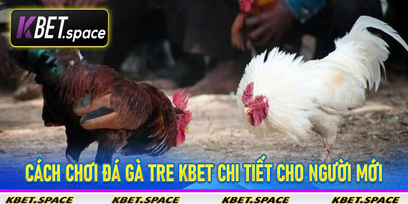 Đá Gà Tre Kbet - Trải Nghiệm Cá Cược Gà Tre Đỉnh Cao - kbet.space - Cevox