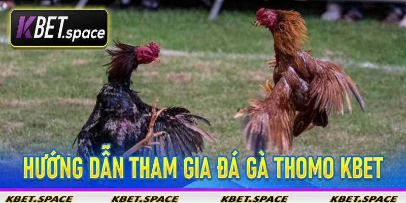 Đá Gà Thomo KBet - Nhà Cái Đẳng Cấp Mang Đến Sân Chơi Đẳng Cấp - kbet.space - Cevox