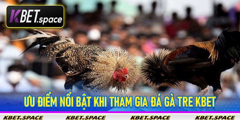 Đá Gà Tre Kbet - Trải Nghiệm Cá Cược Gà Tre Đỉnh Cao - kbet.space - Cevox