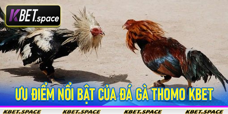 Đá Gà Thomo KBet - Nhà Cái Đẳng Cấp Mang Đến Sân Chơi Đẳng Cấp - kbet.space - Cevox