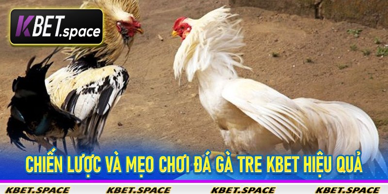 Đá Gà Tre Kbet - Trải Nghiệm Cá Cược Gà Tre Đỉnh Cao - kbet.space - Cevox