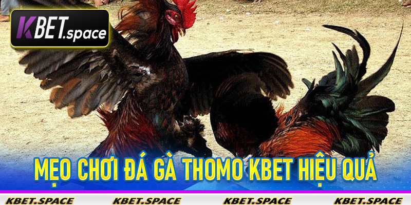 Đá Gà Thomo KBet - Nhà Cái Đẳng Cấp Mang Đến Sân Chơi Đẳng Cấp - kbet.space - Cevox