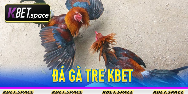 Đá Gà Tre Kbet - Trải Nghiệm Cá Cược Gà Tre Đỉnh Cao - kbet.space - Cevox