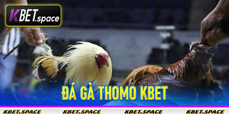 Đá Gà Thomo KBet - Nhà Cái Đẳng Cấp Mang Đến Sân Chơi Đẳng Cấp - kbet.space - Cevox